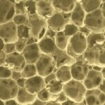 OmniChoice Acoustical Universal Underlayment